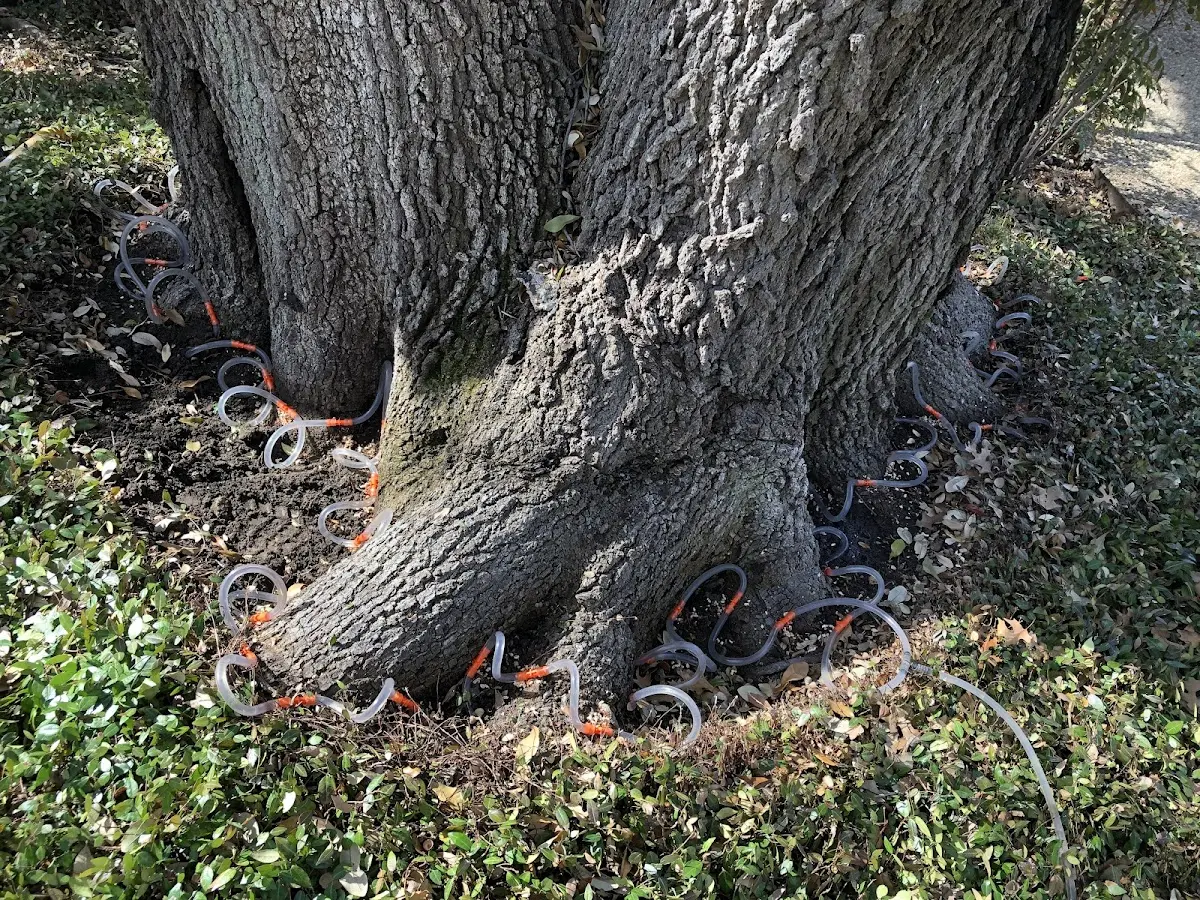 Detailed Tree Cabling and Bracing job site in Essington